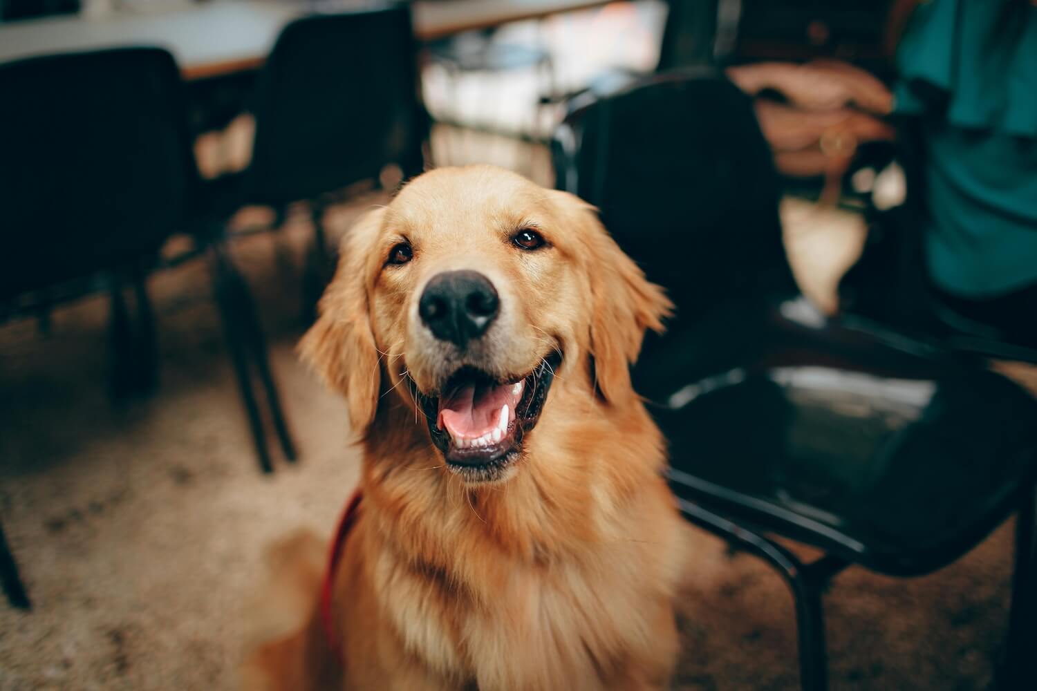 image of dog