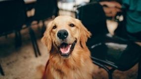 dog